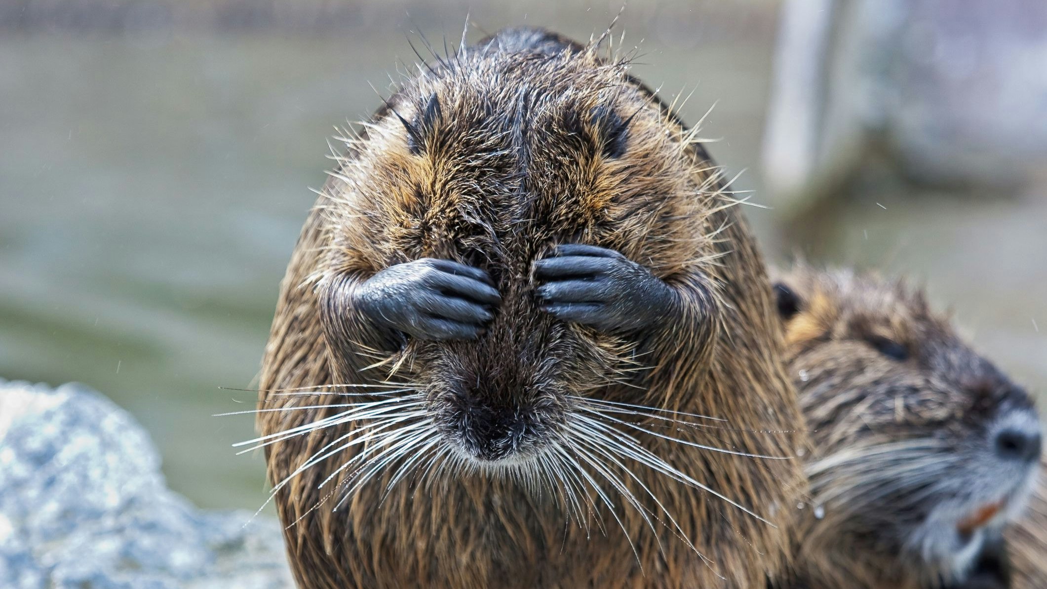 Heute.at - Ungemütlich! Biberratte steckte in Einfahrtstor fest