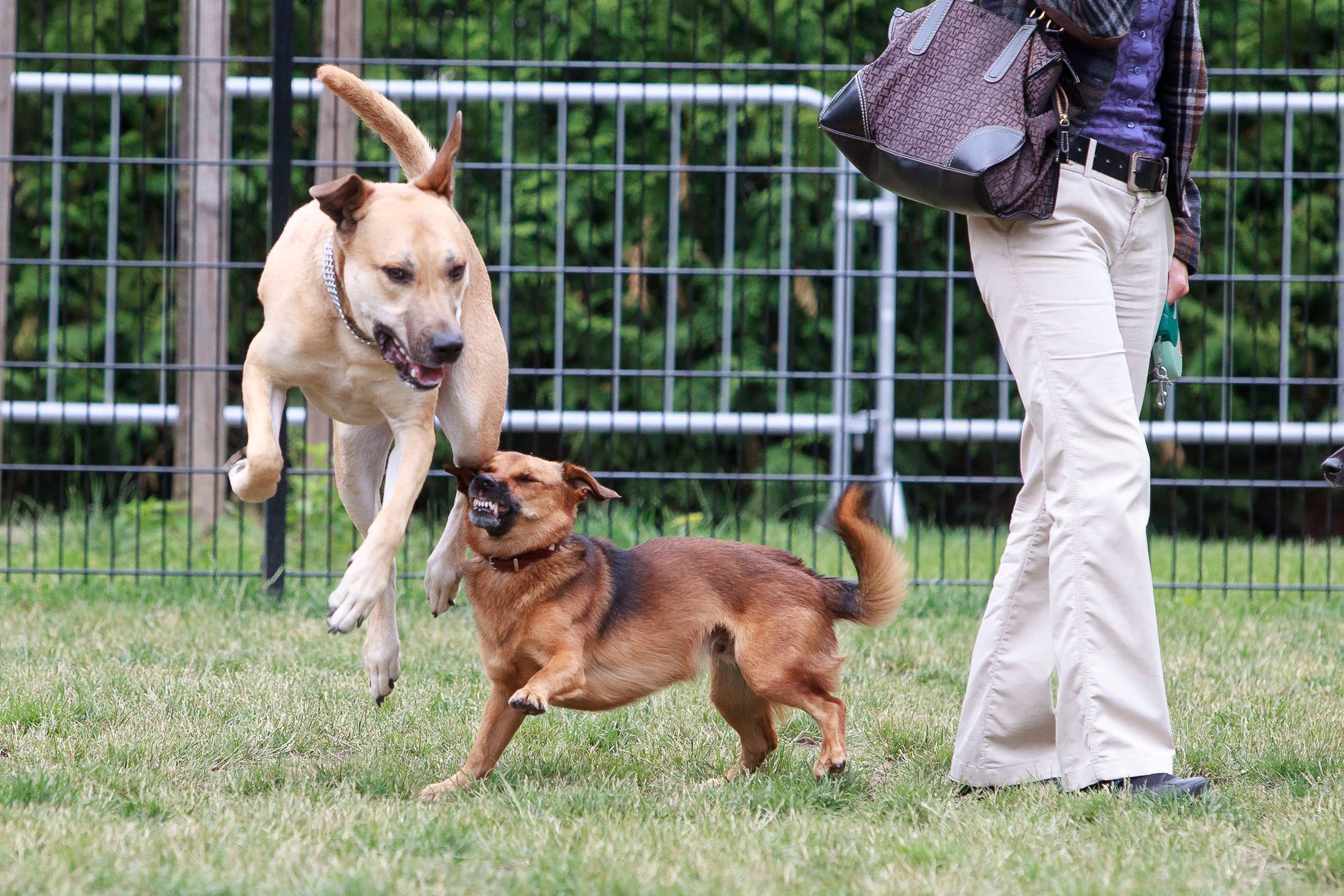 Hundezone am Heldenplatz: Das Leben mit Vierbeinern wird teurer.