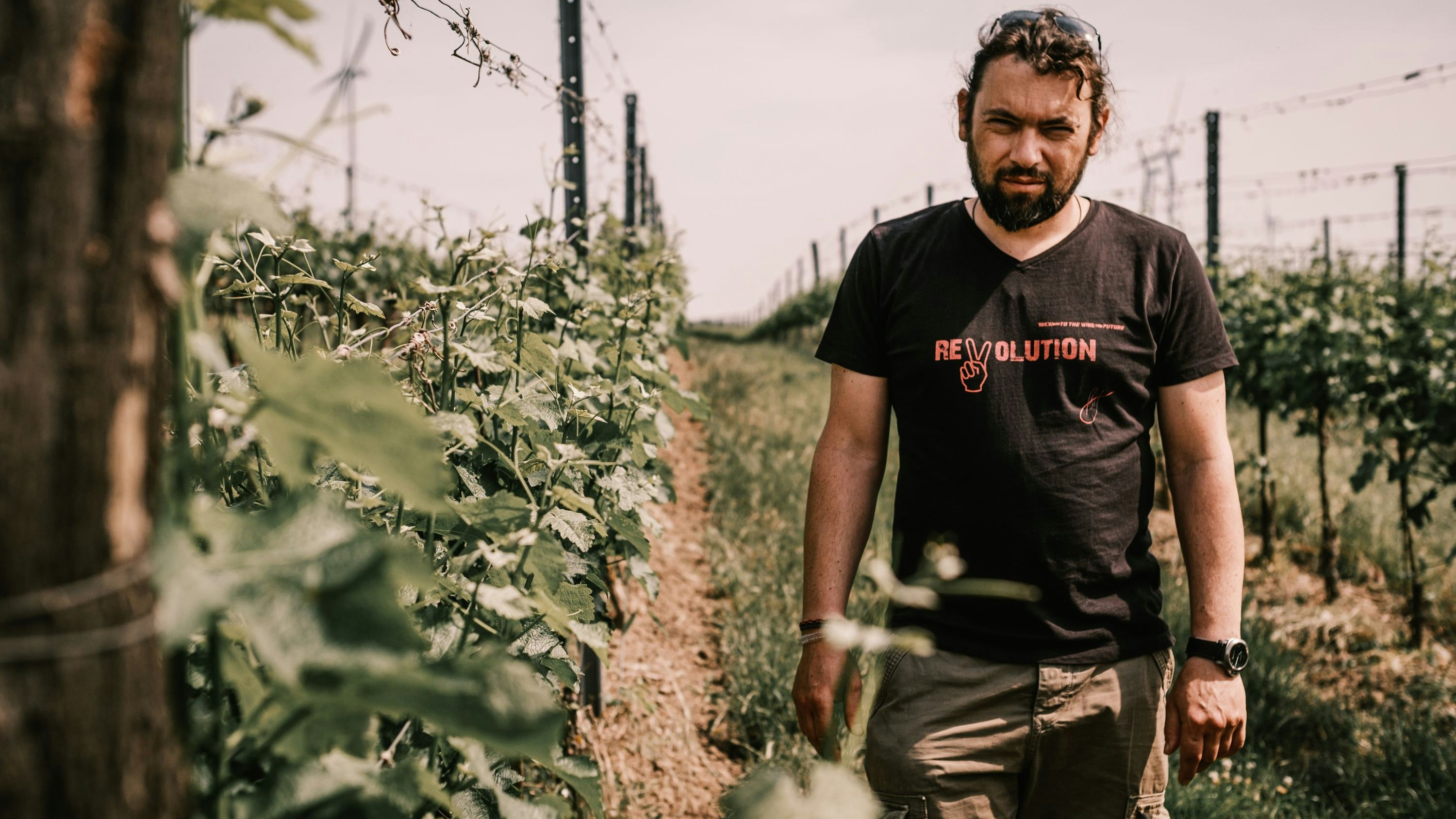 Heute.at - Weltbester Wein kommt aus NÖ – das ist das Geheimnis