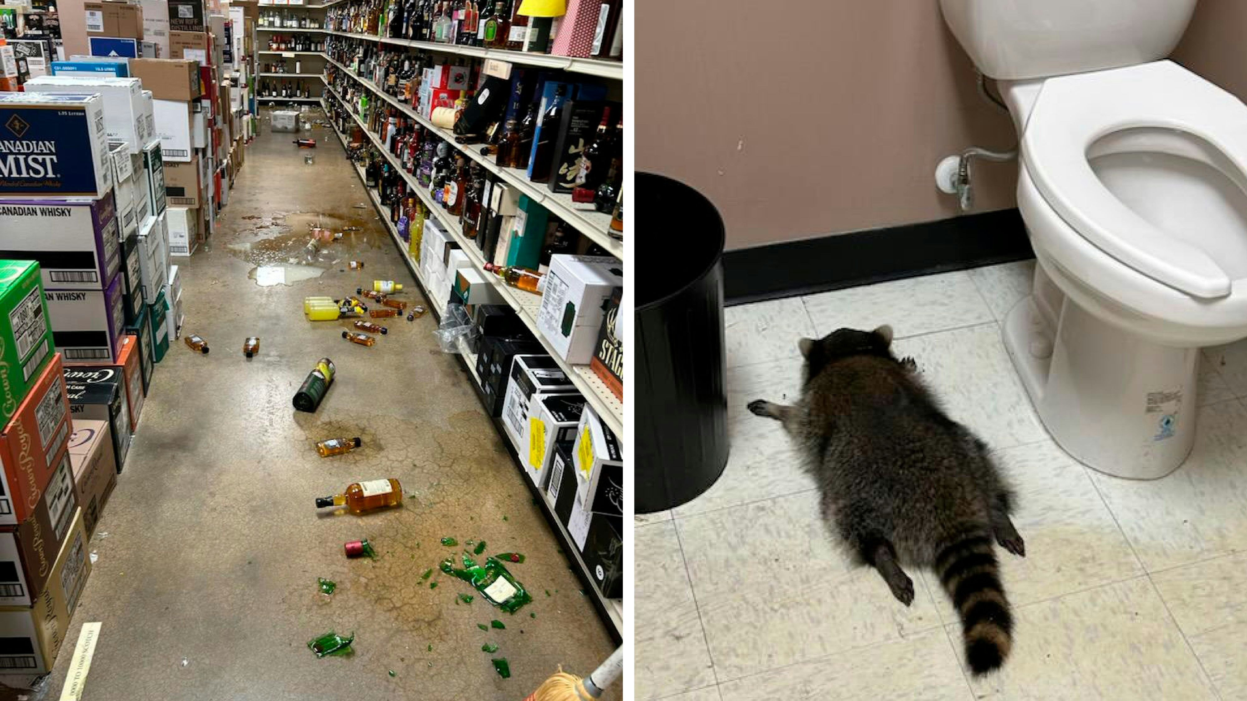 Heute.at - Waschbär plündert Schnapsladen und schläft am Klo ein
