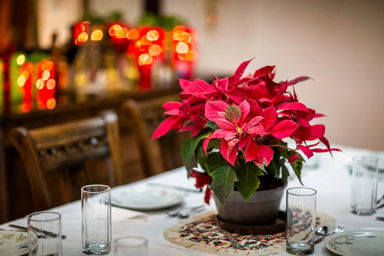 Ein Glaserl Sekt, bitte  Weihnachtsstern  so berlebt er den Advent |  Heute.at