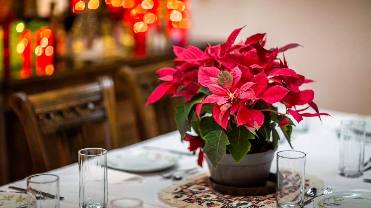 Heute.at - Weihnachtsstern – so überlebt er den Advent