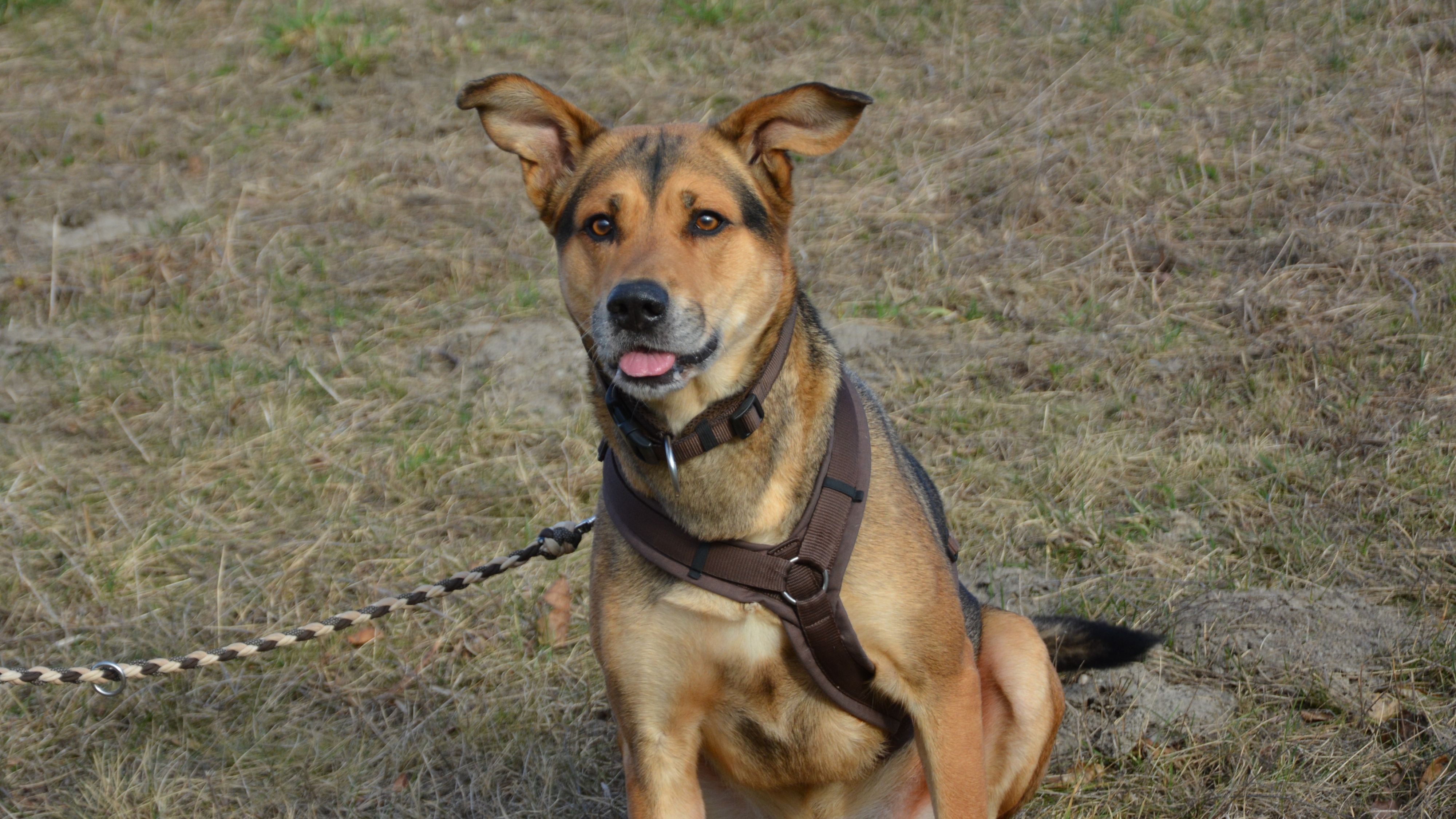 Spezi (10) ist ein Hund mit Persönlichkeit, Charme – und einem gewissen Eigensinn.