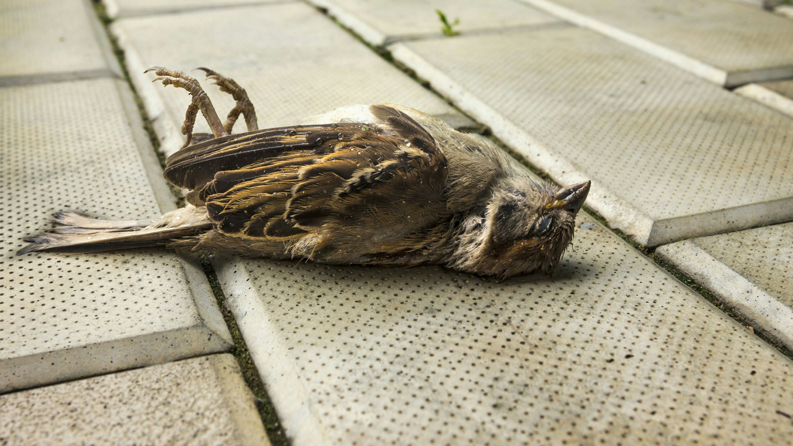 Heute.at - Deshalb findet man fast nie tote Vögel