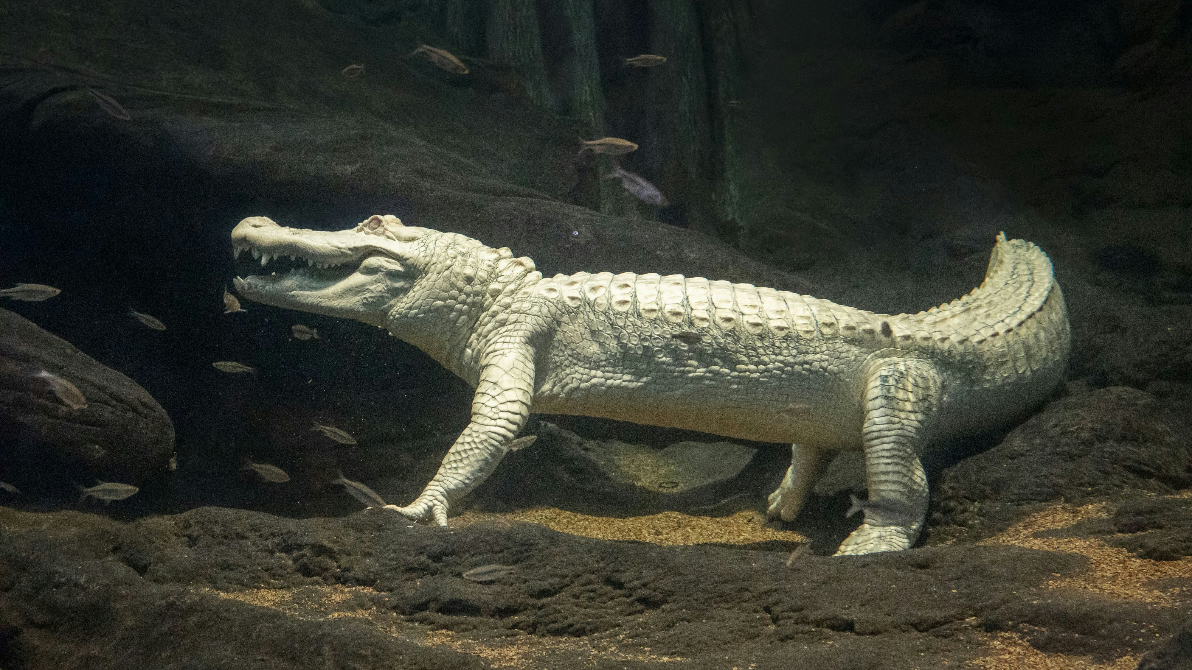 Schätzungen zufolge gibt es in freier Wildbahn wohl nur 200 bis maximal 300 Albino-Exemplare. Durch ihr auffällige Färbung&nbsp; erreichen sie meist nicht das Erwachsenenalter.