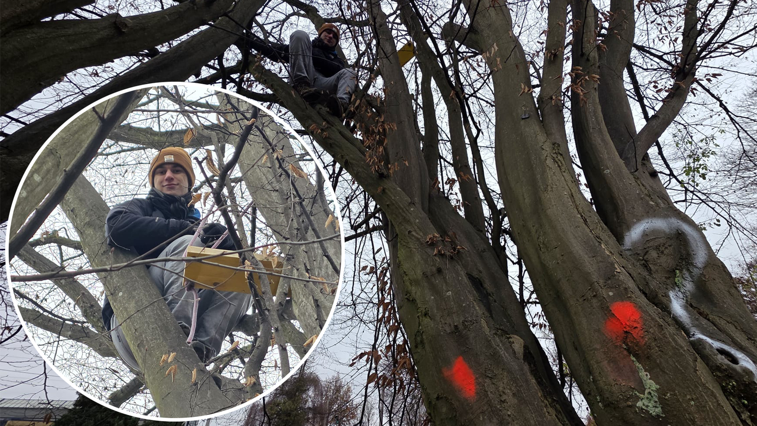 Jener Baum im Ziegeleipark, den Lenard besetzt, ist auch zum Fällen markiert.