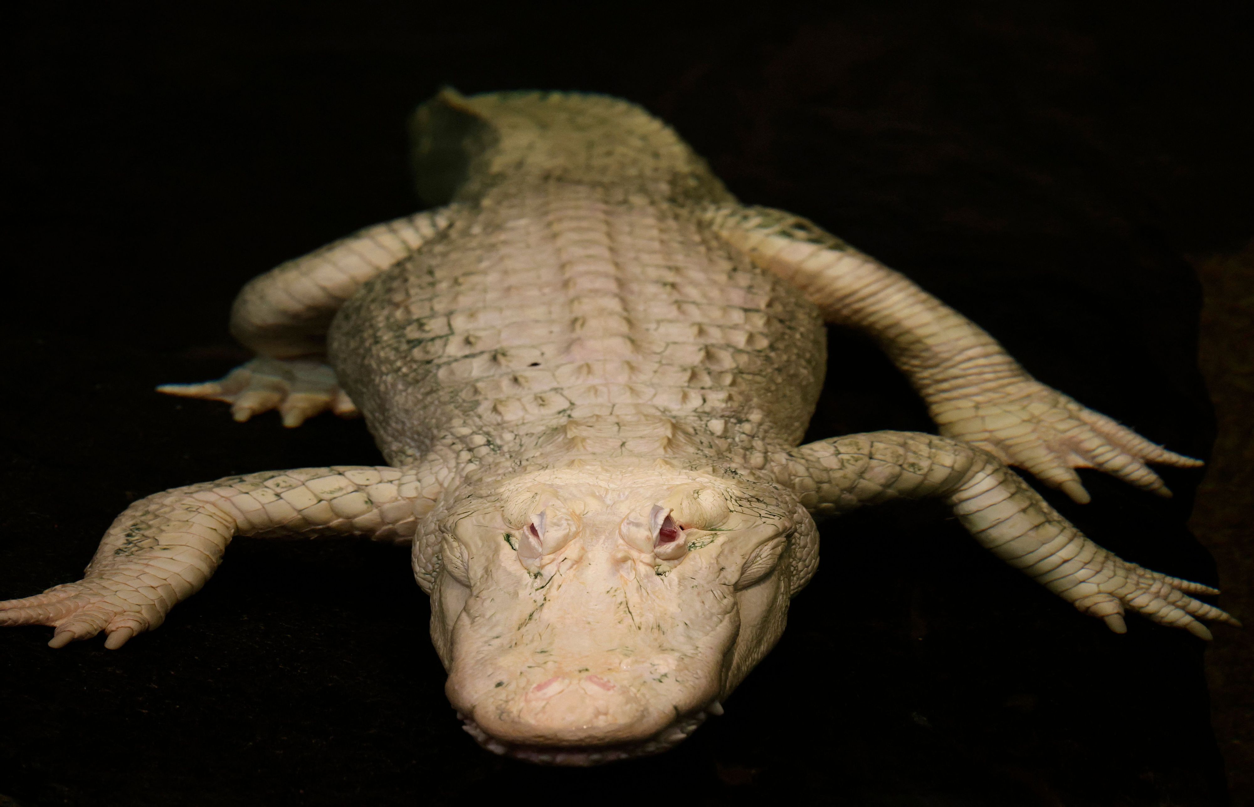 Heute.at - Weißer Museums-Star stirbt nach seinem 30. Geburtstag