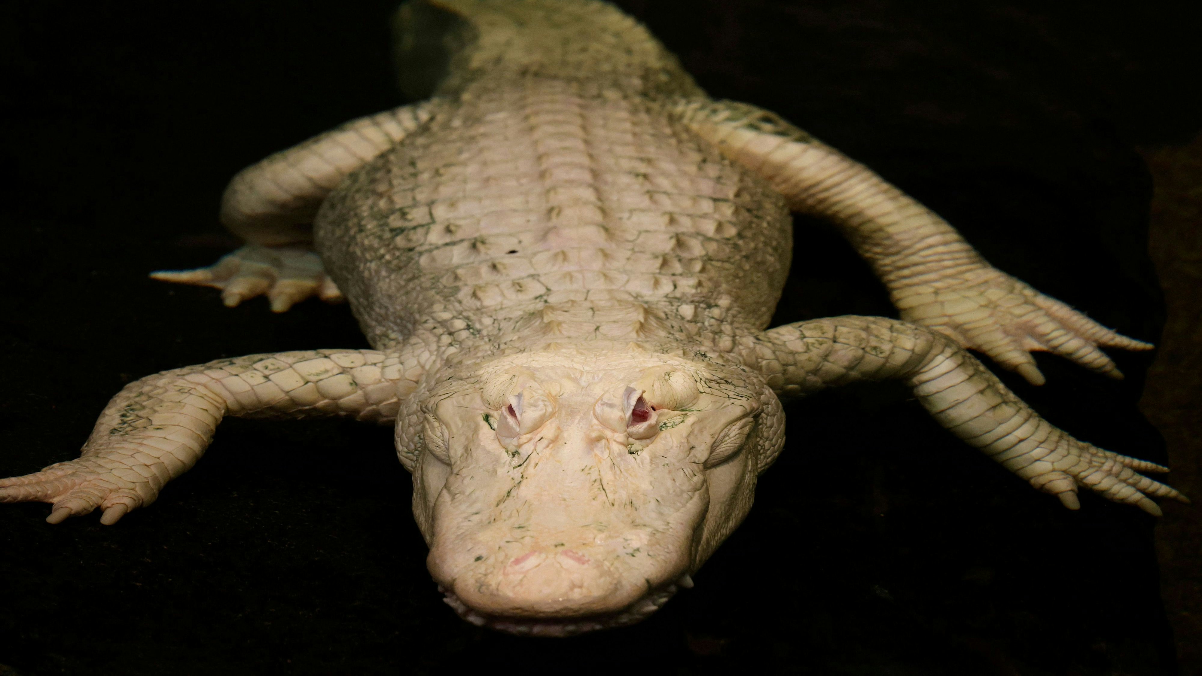 Heute.at - Weißer Museums-Star stirbt nach seinem 30. Geburtstag