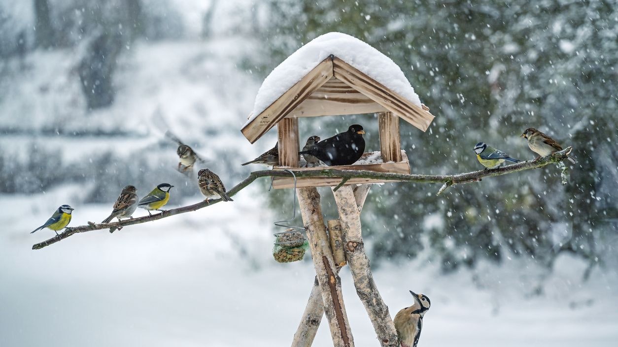 Heute.at - Soll man Vögel im Winter jetzt füttern, oder nicht?