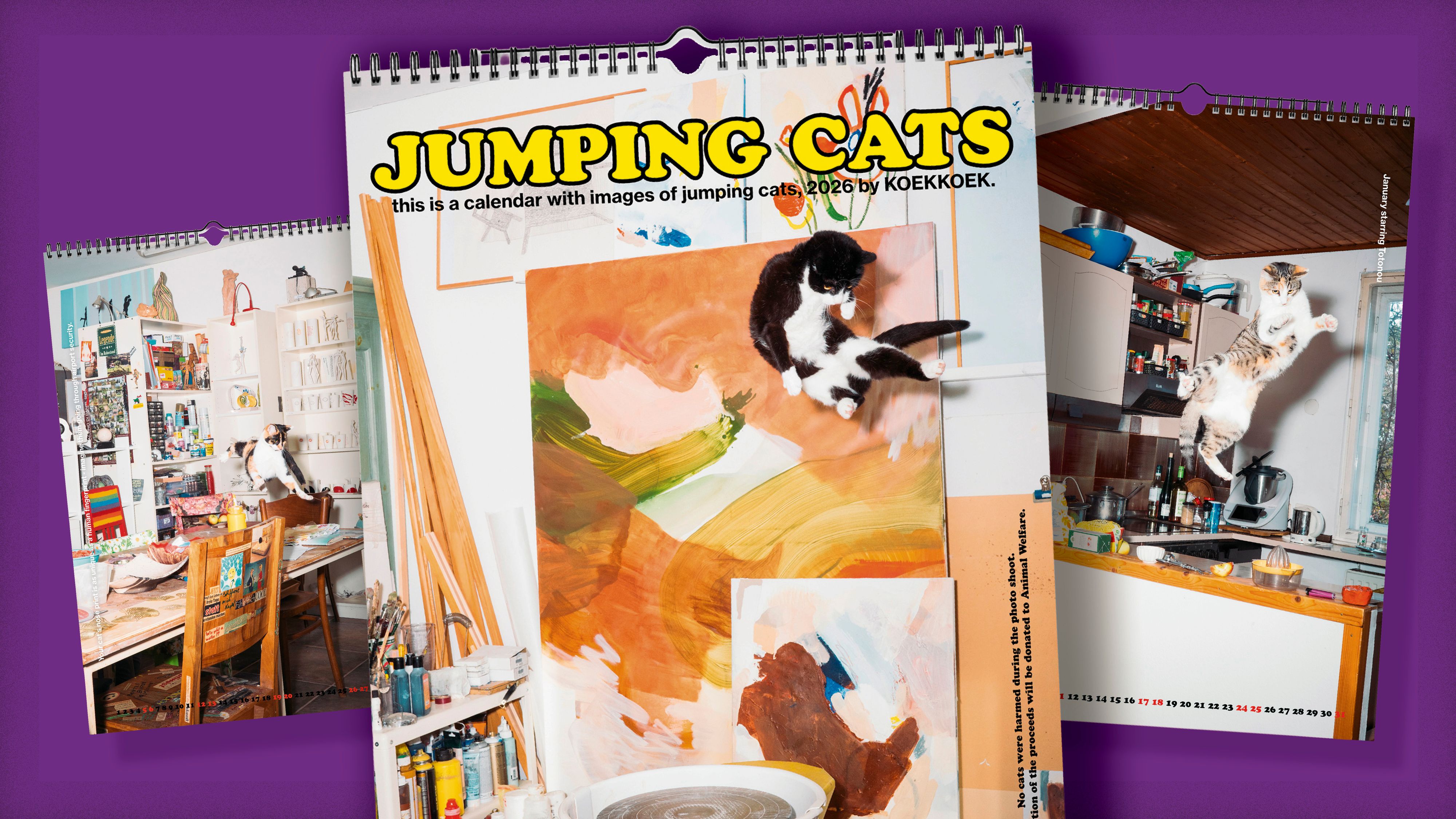 Heute.at - Hoch hinaus – In diesem Foto-Kalender heben Katzen ab