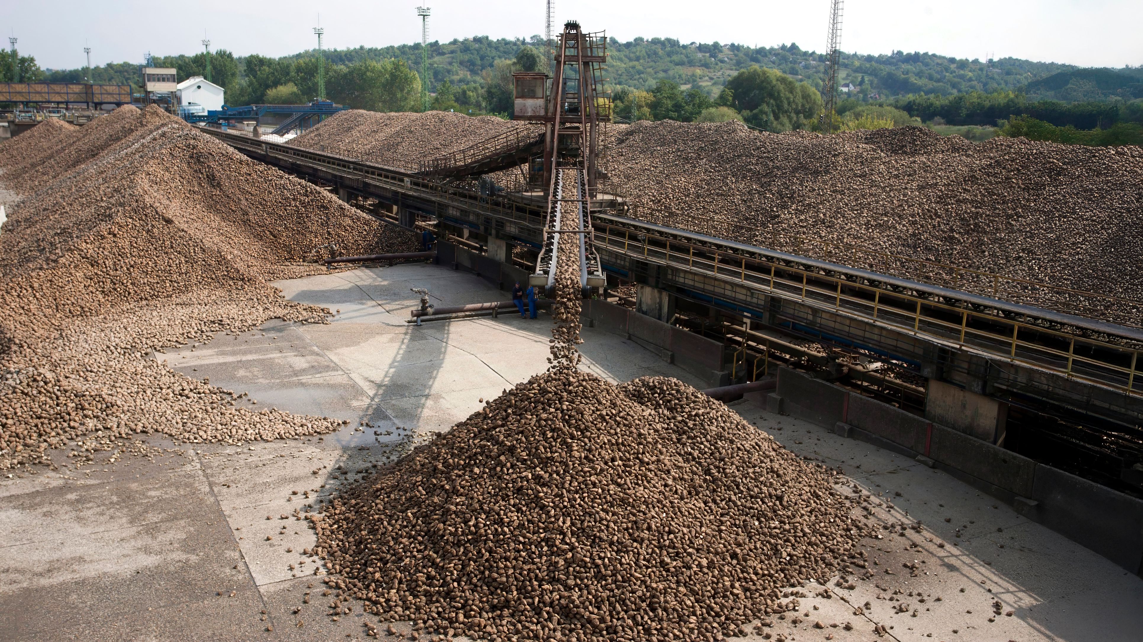 In Kaposvár betreibt die AGRANA über ihre Tochter Magyar Cukor Zrt. Ungarns einzige Zuckerfabrik. Die Verarbeitungskapazität beträgt 7.000 Tonnen Zuckerrüben pro Tag.