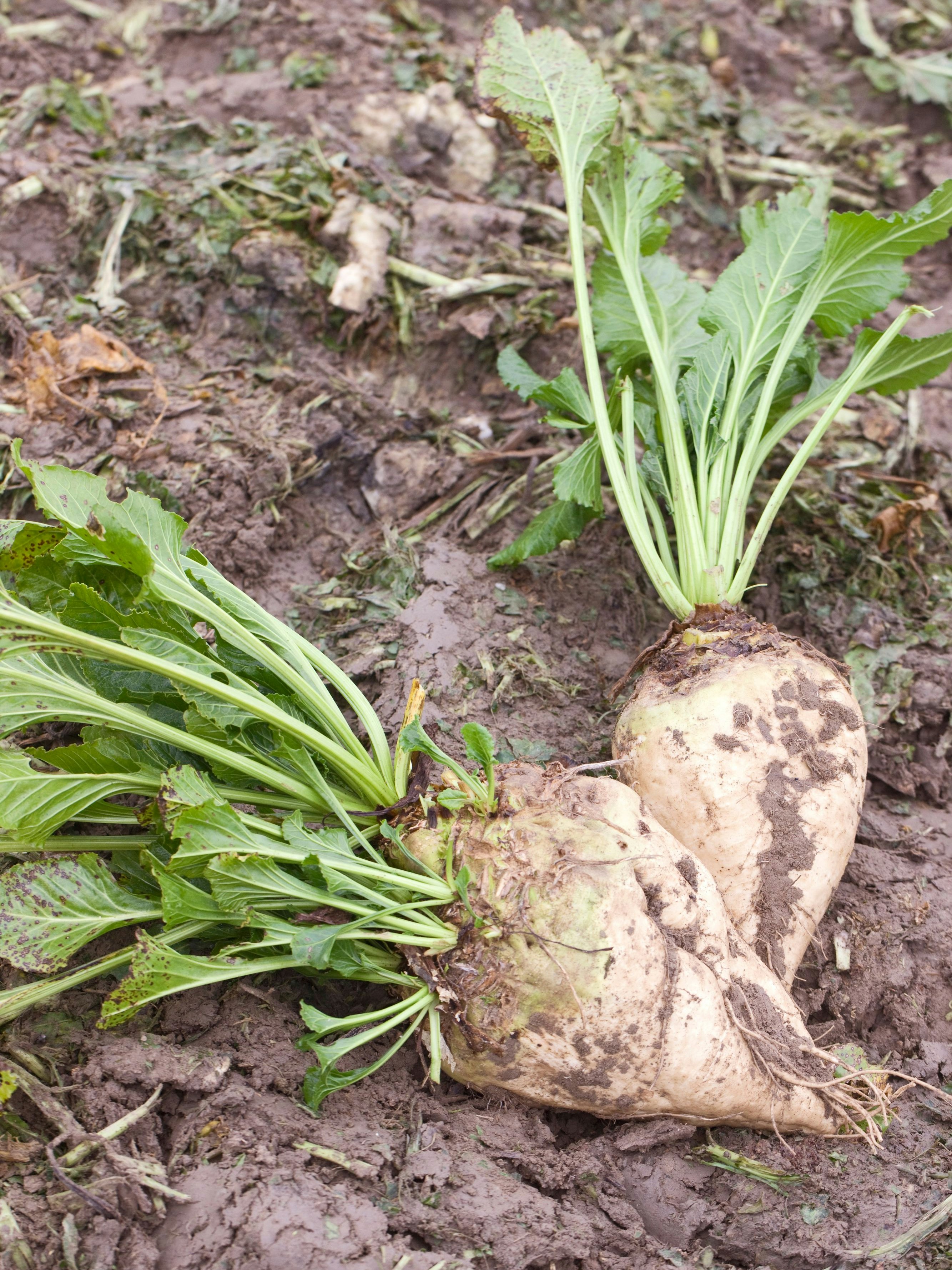 Zuckerrüben, wie sie in Österreich für die Agrana angebaut werden.
