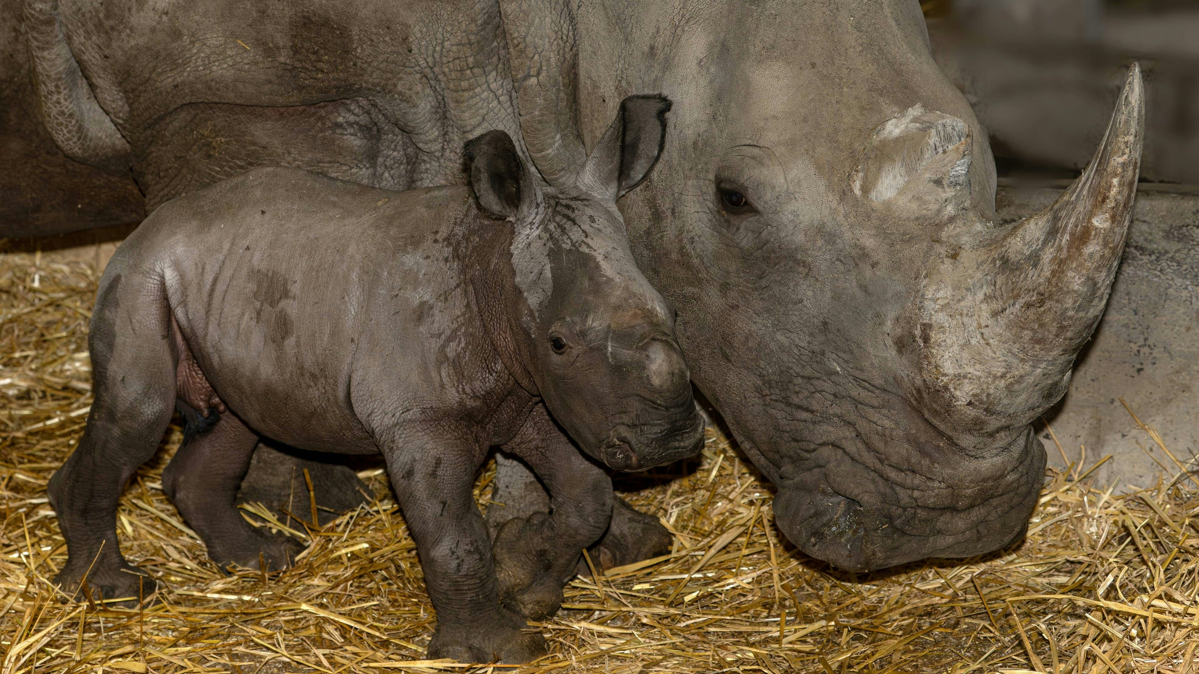 Mama "Renette" zeigt sich sehr aufopfernd.