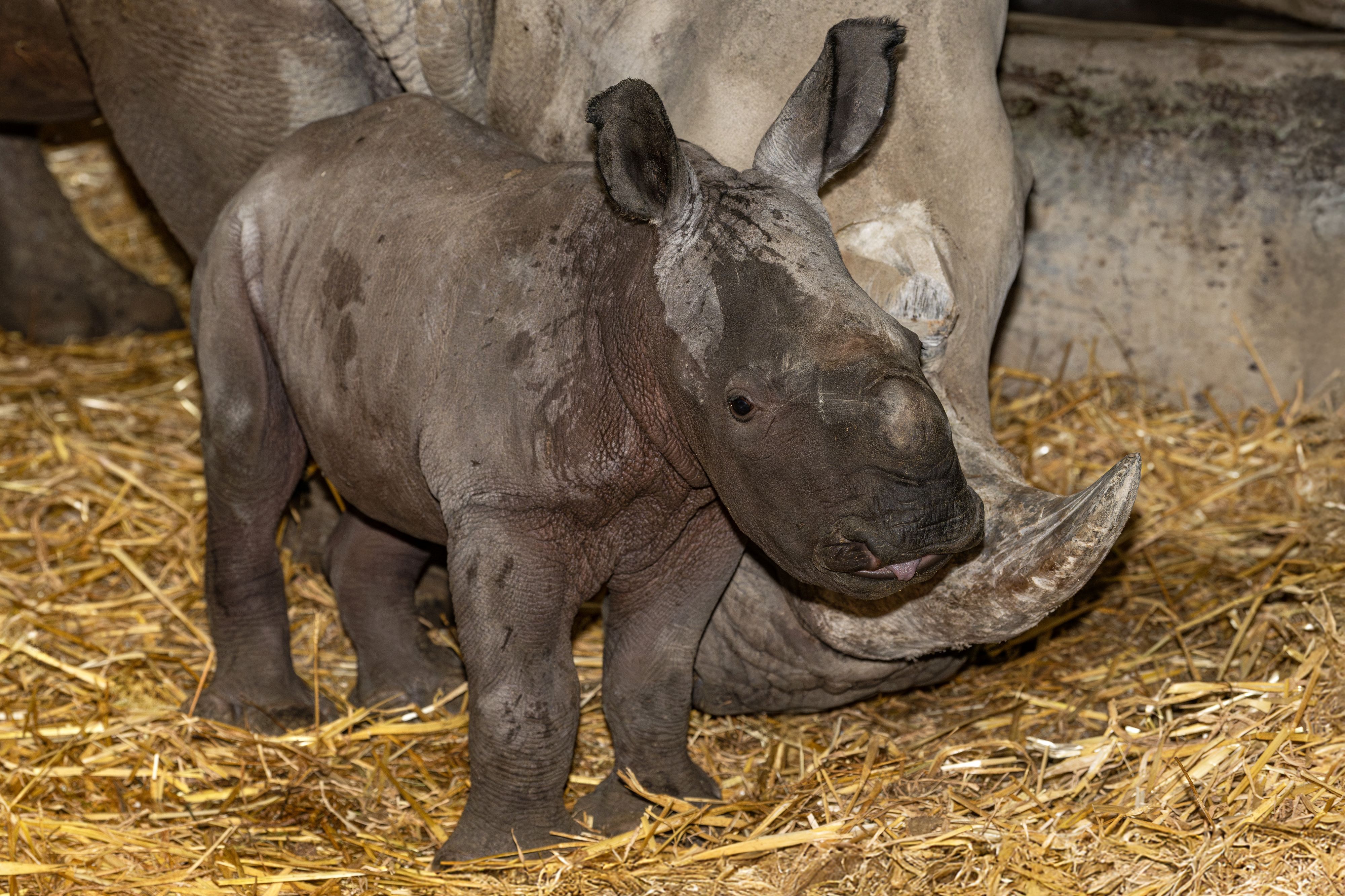 Heute.at - So niedlich kann eine Hoffnung für Artenschutz aussehen