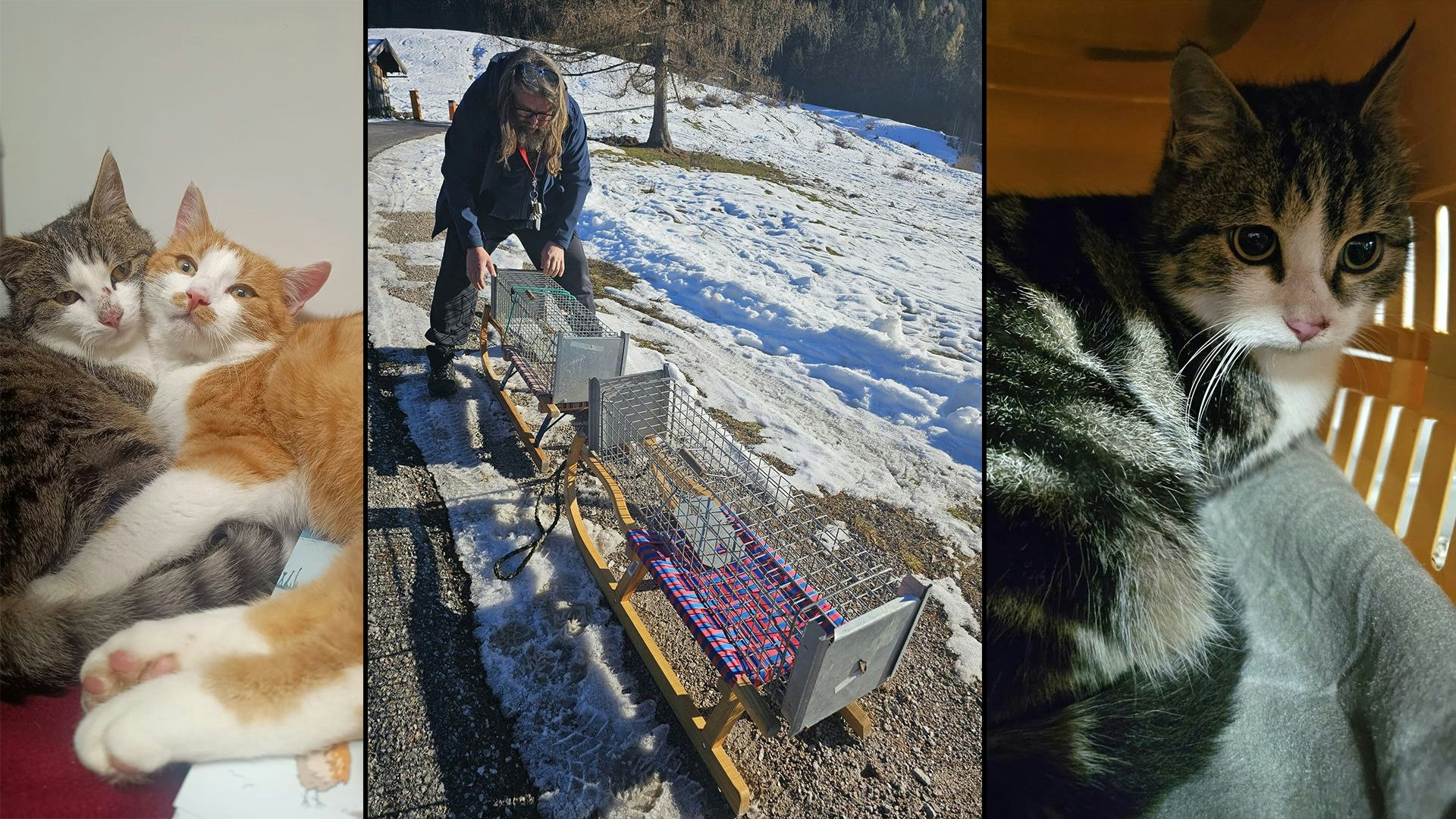 Heute.at - Schon wieder zwei Frost-Katzerl auf der Alm