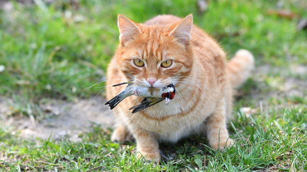 Heute.at - So sollen Katzen die nächste Pandemie verhindern