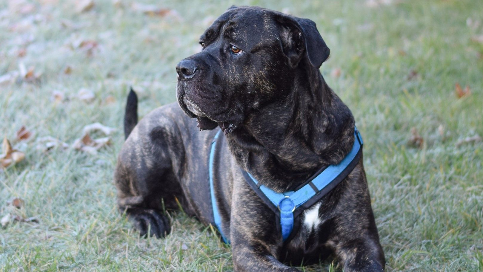 Heute.at - Offen, witzig, verschmust - Rüde Floh sucht Körbchen