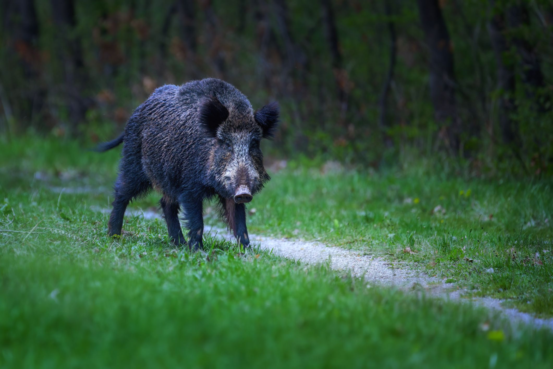 Das verletzte Tier ist durch die Ortschaft gerannt und hat dabei mehrere Leute attackiert und sogar umgeworfen.