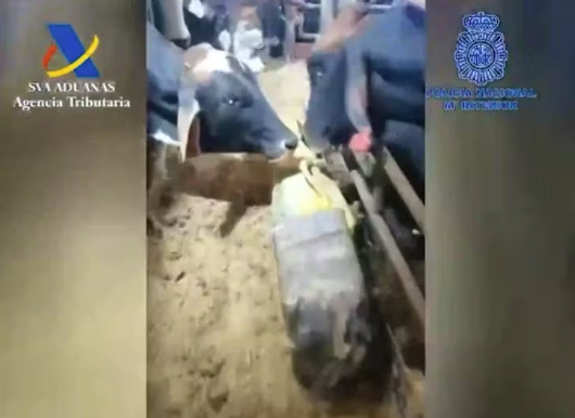 Drogenkartelle nutzen heruntergekommene Frachtschiffe mit Rindern, um große Mengen Kokain nach Europa zu schmuggeln.