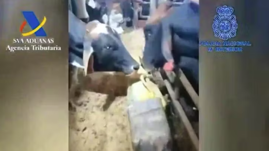 Heute.at - Mit Kot und Kadavern – so kommt das Koks nach Europa