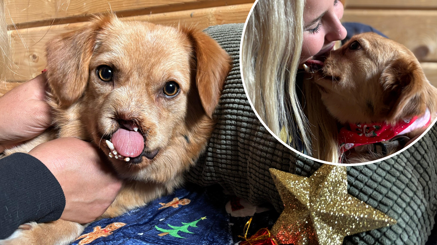 Heute.at - So furchtbar: Goldina hofft auf ein Weihnachtswunder