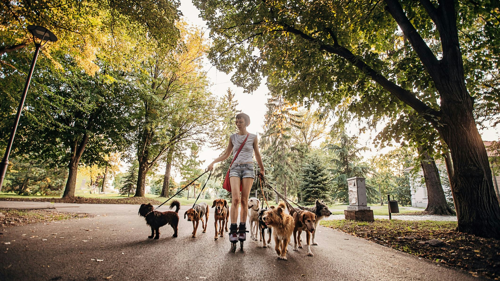 Heute.at - Halsband oder Brustgeschirr? Das sagt der Tierarzt