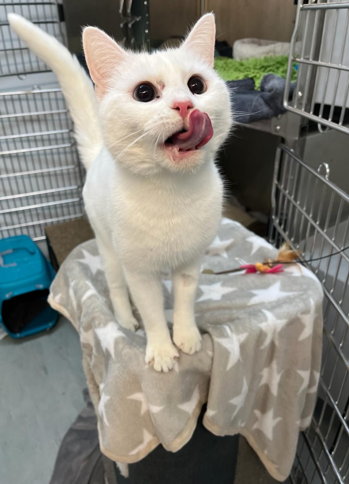 Heute.at - Verunsicherte Katze Luna blüht am Assisi-Hof auf