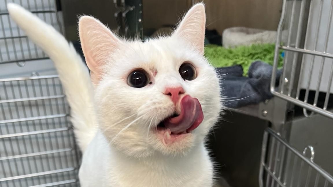 Heute.at - Verunsicherte Katze Luna blüht am Assisi-Hof auf