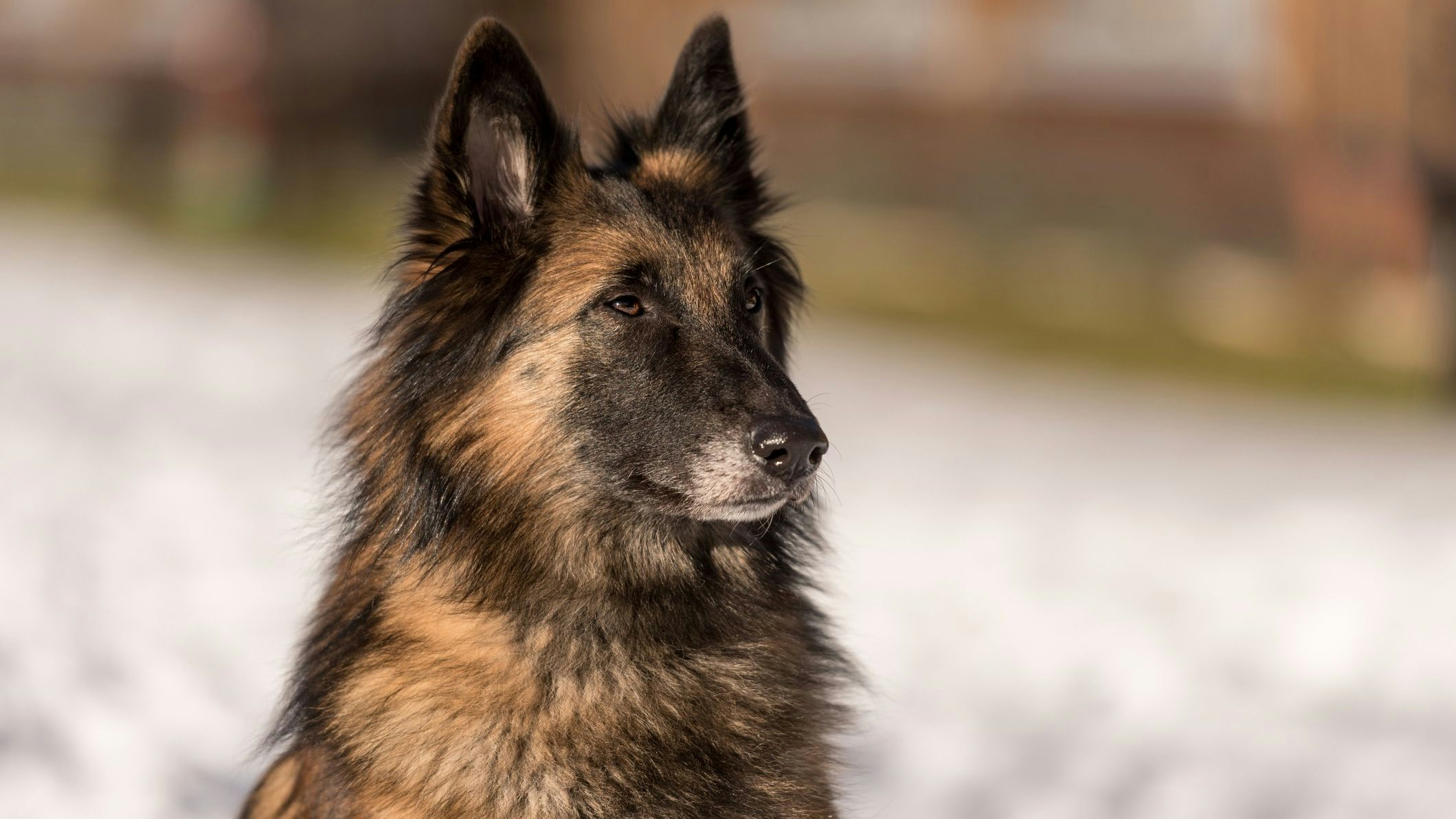Heute.at - Schock für Frau – Schäferhund beißt gleich viermal zu