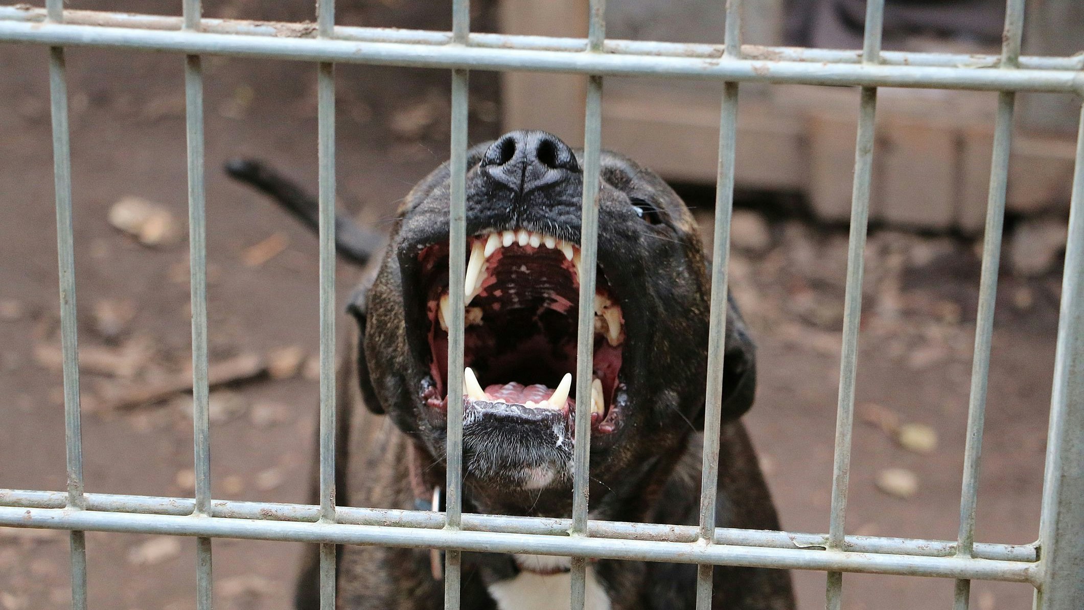 Heute.at - Leon (2) wollte Pitbull streicheln – nun ist er tot