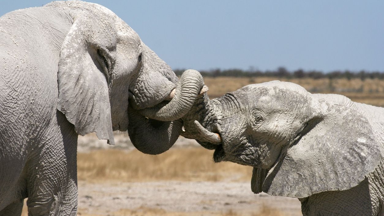 Heute.at - Deshalb müssen Elefanten jetzt in Höhlen klettern
