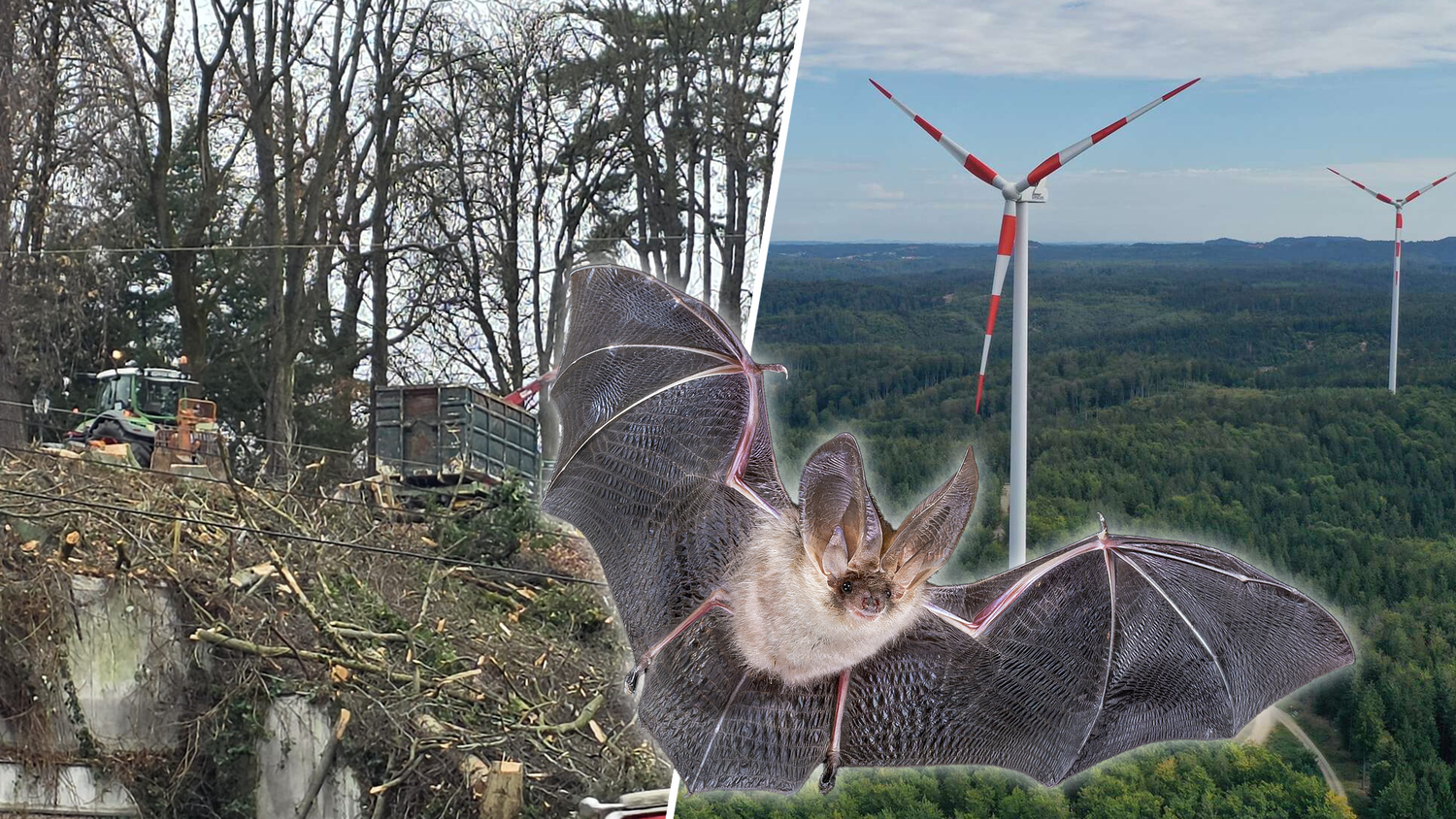 Heute.at - Fledermäuse in Gefahr: Tierschutz spaltet jetzt die FPÖ