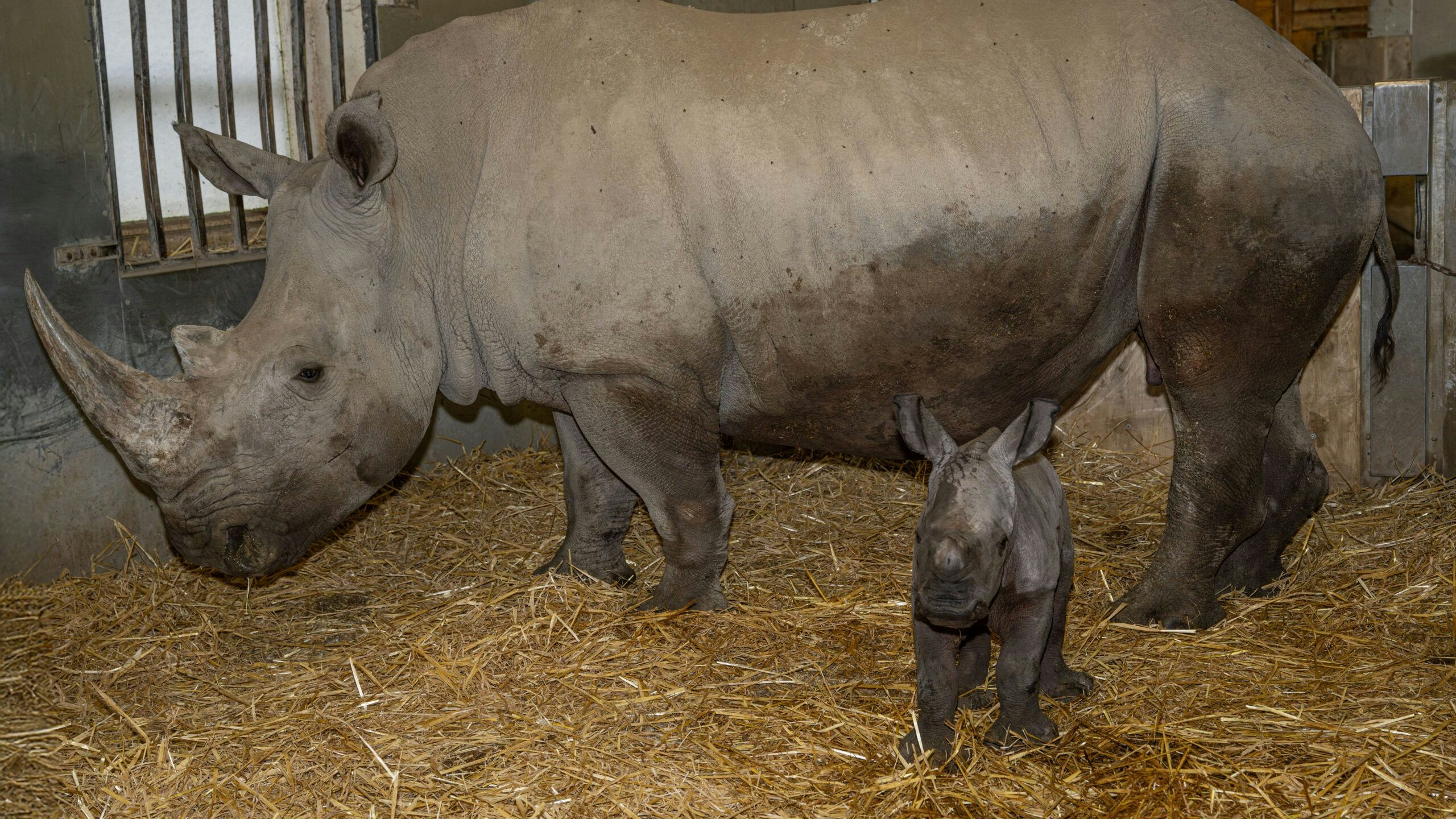 Anfangs wirkte das kleine Kalb noch vital – jetzt wächst die Sorge um das Jungtier.