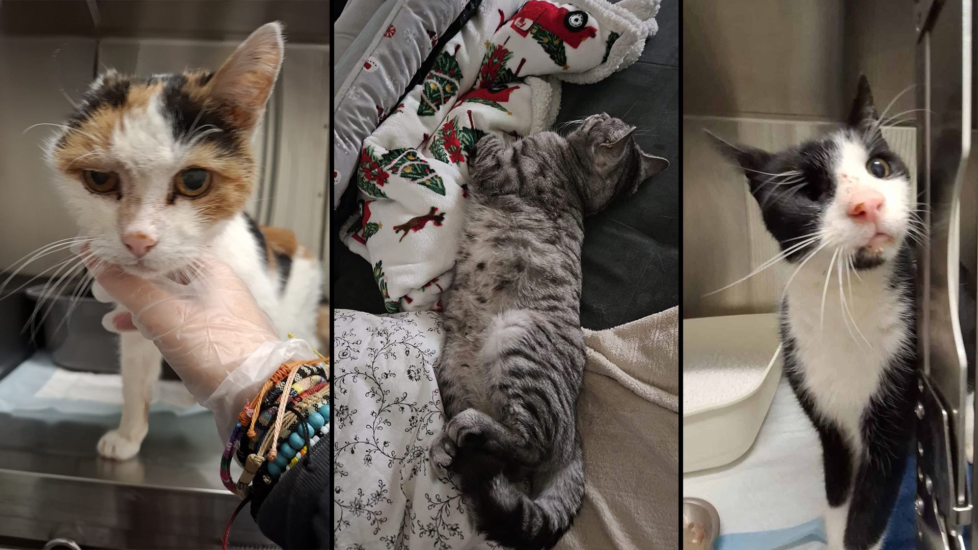 Heute.at - Kein Ohr, kein Auge und trotzdem ein Happy End