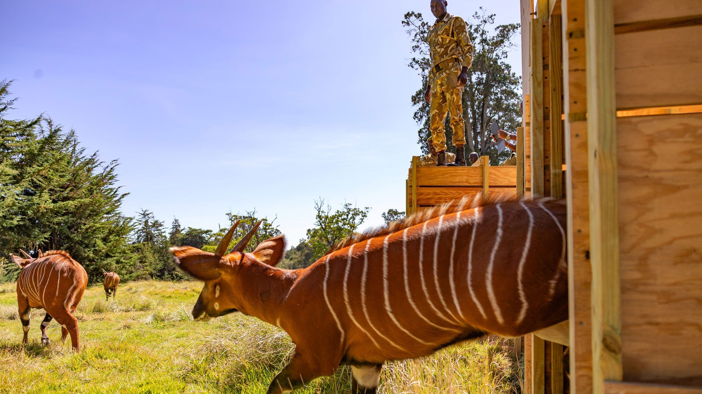 Heute.at - 17 Antilopen wurden mit DHL verschickt und geliefert