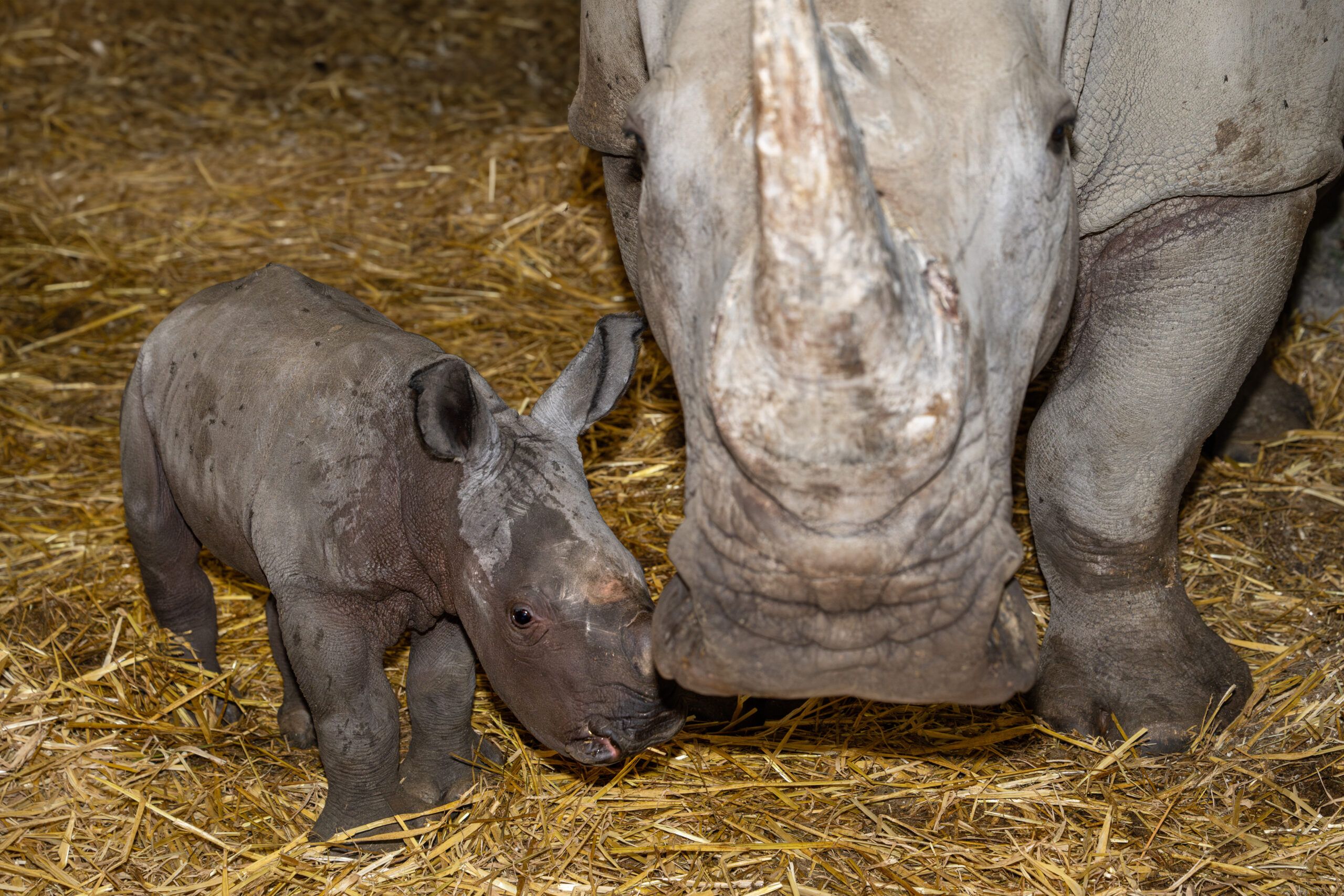 Heute.at - Große Sorge – Zoo bangt um seinen Nashorn-Nachwuchs