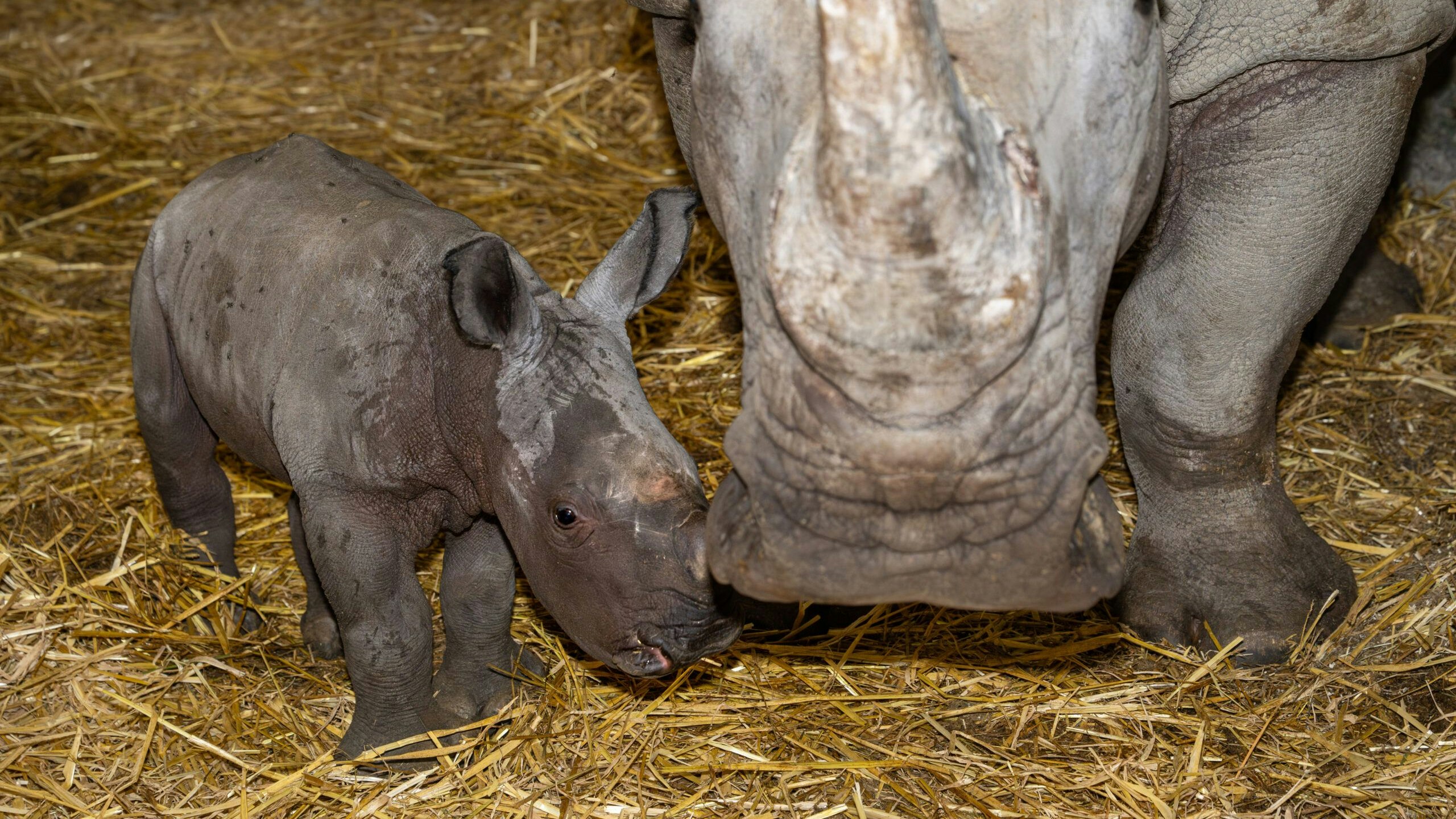 Heute.at - Große Sorge – Zoo bangt um seinen Nashorn-Nachwuchs