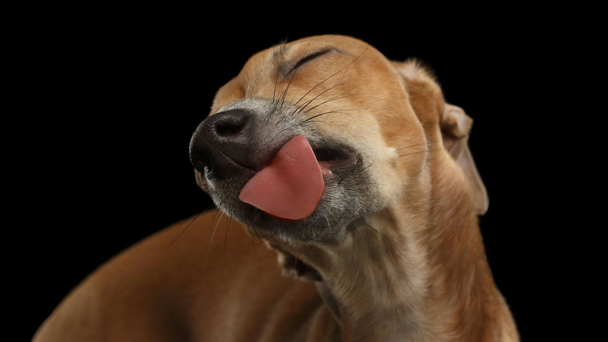 Heute.at - Bakterien des Hundes machen Menschen freundlicher