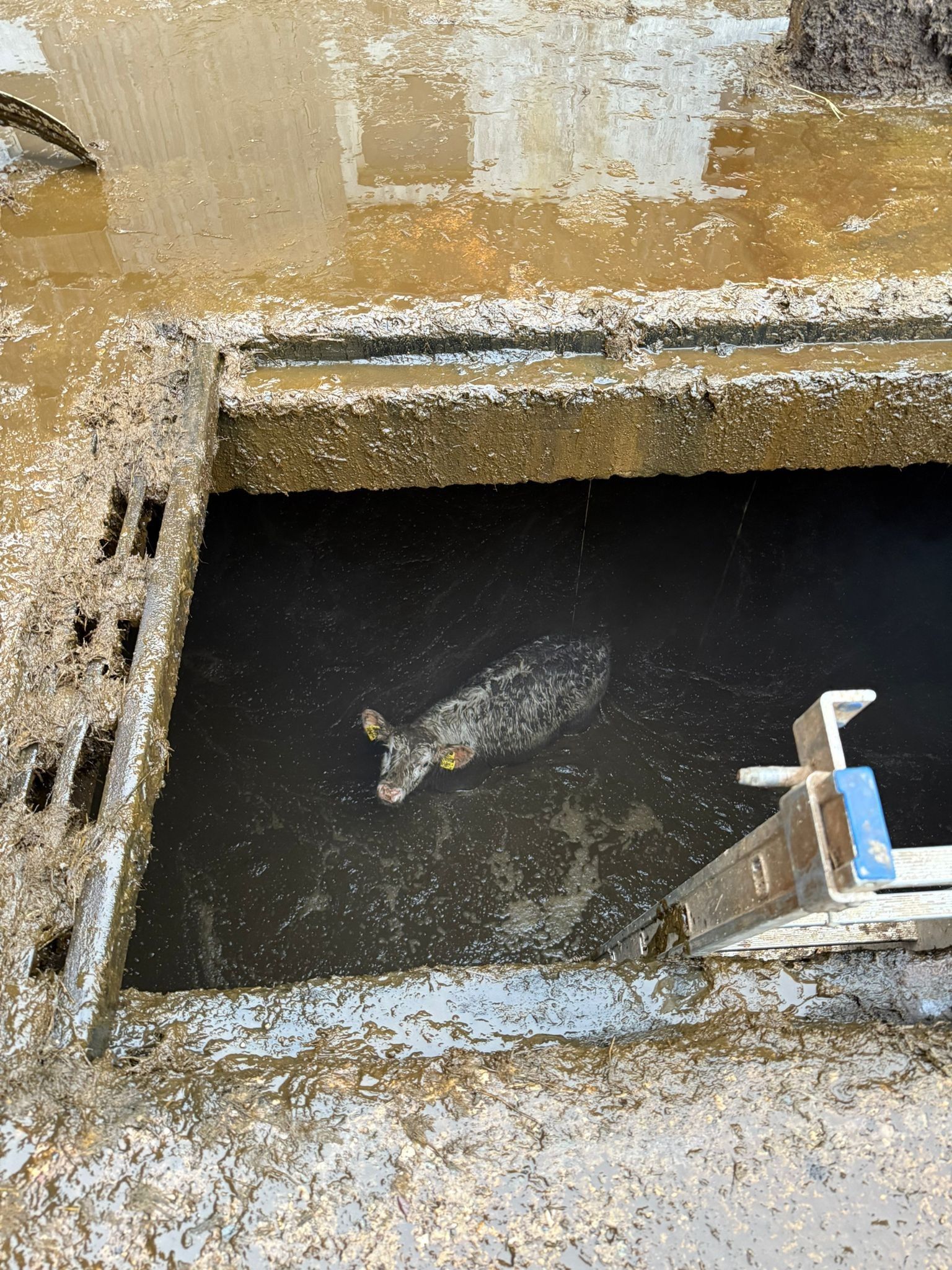 Heute.at - Kalb stürzt in Güllegrube – Atemschutz-Trupp rückt an