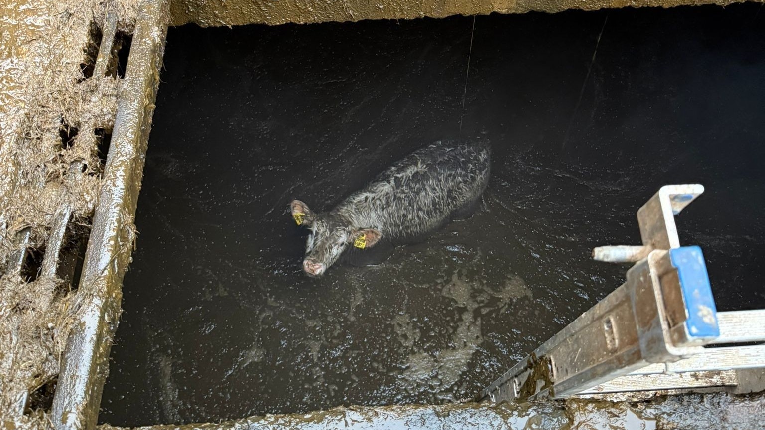 Heute.at - Kalb stürzt in Güllegrube – Atemschutz-Trupp rückt an