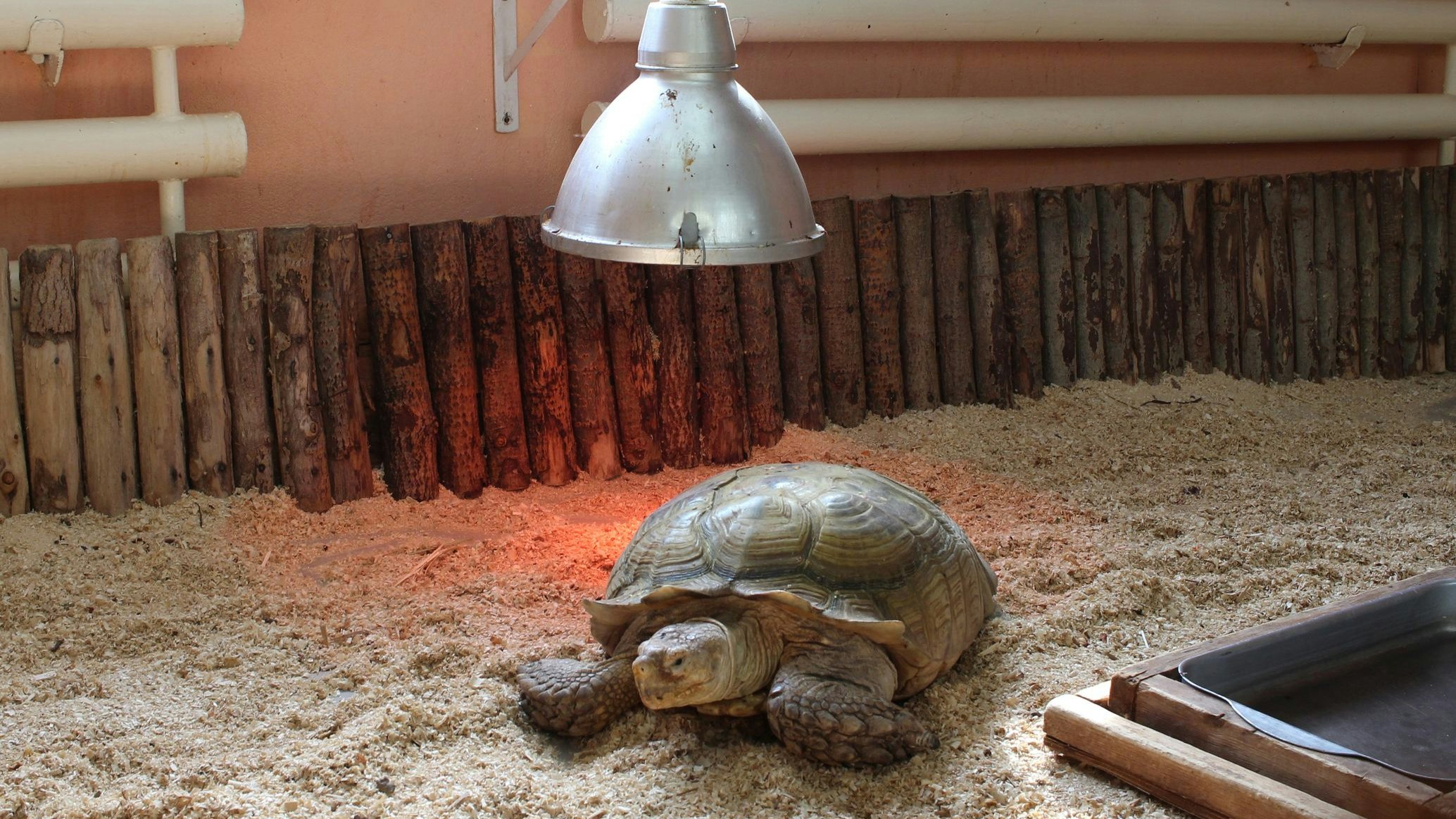 Heute.at - Feuerwehreinsatz: Schildkröte löste Kellerbrand aus