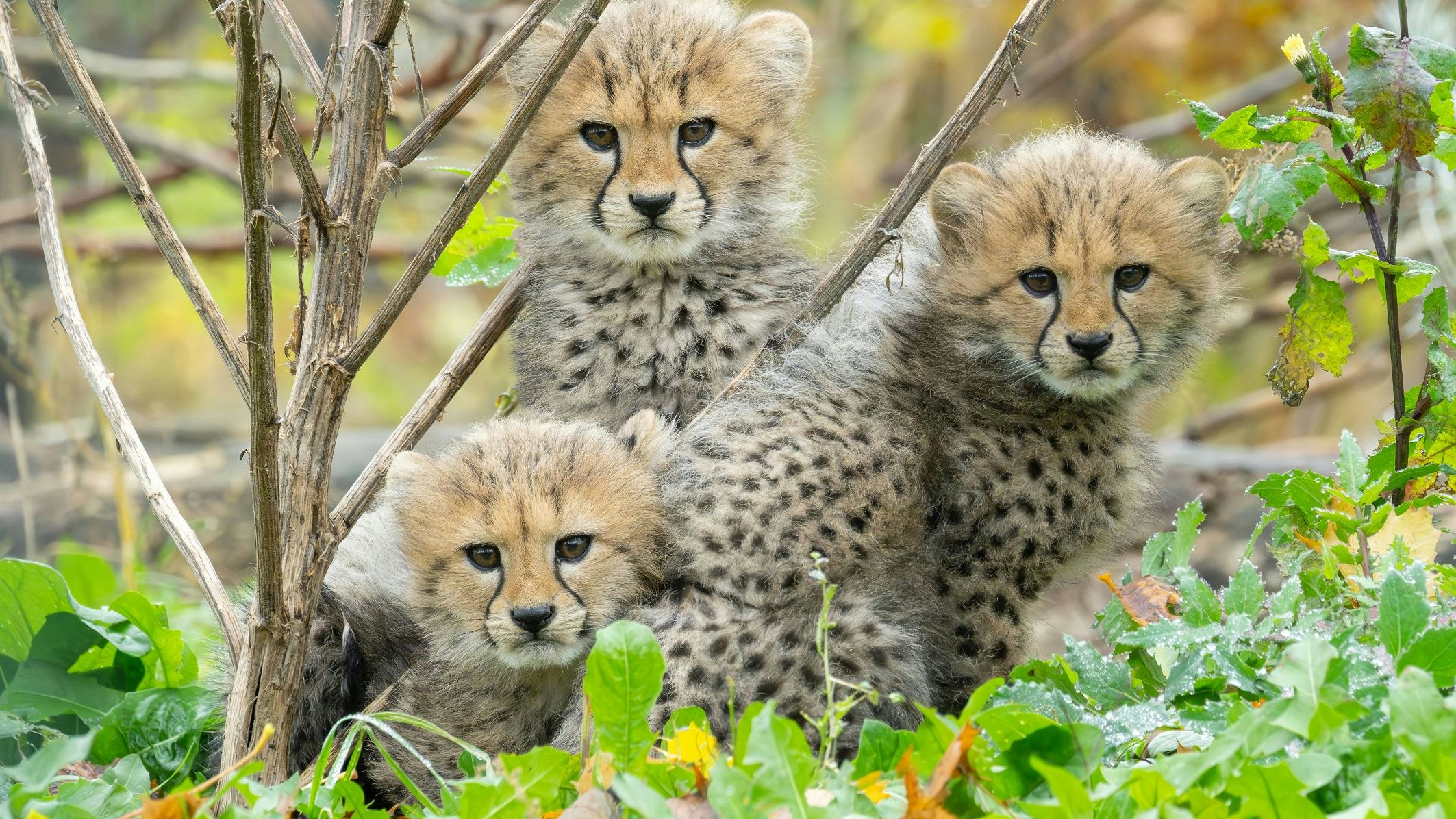 Heute.at - Schönbrunns schnellstes Trio wird Star in neuem Buch
