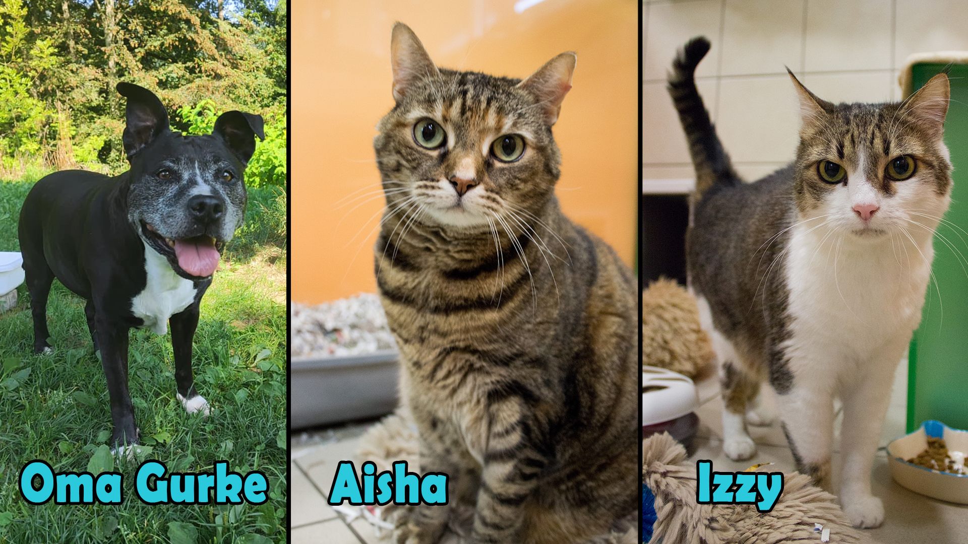 Heute.at - TIKO Kärnten: Oma Gurke wartet noch immer