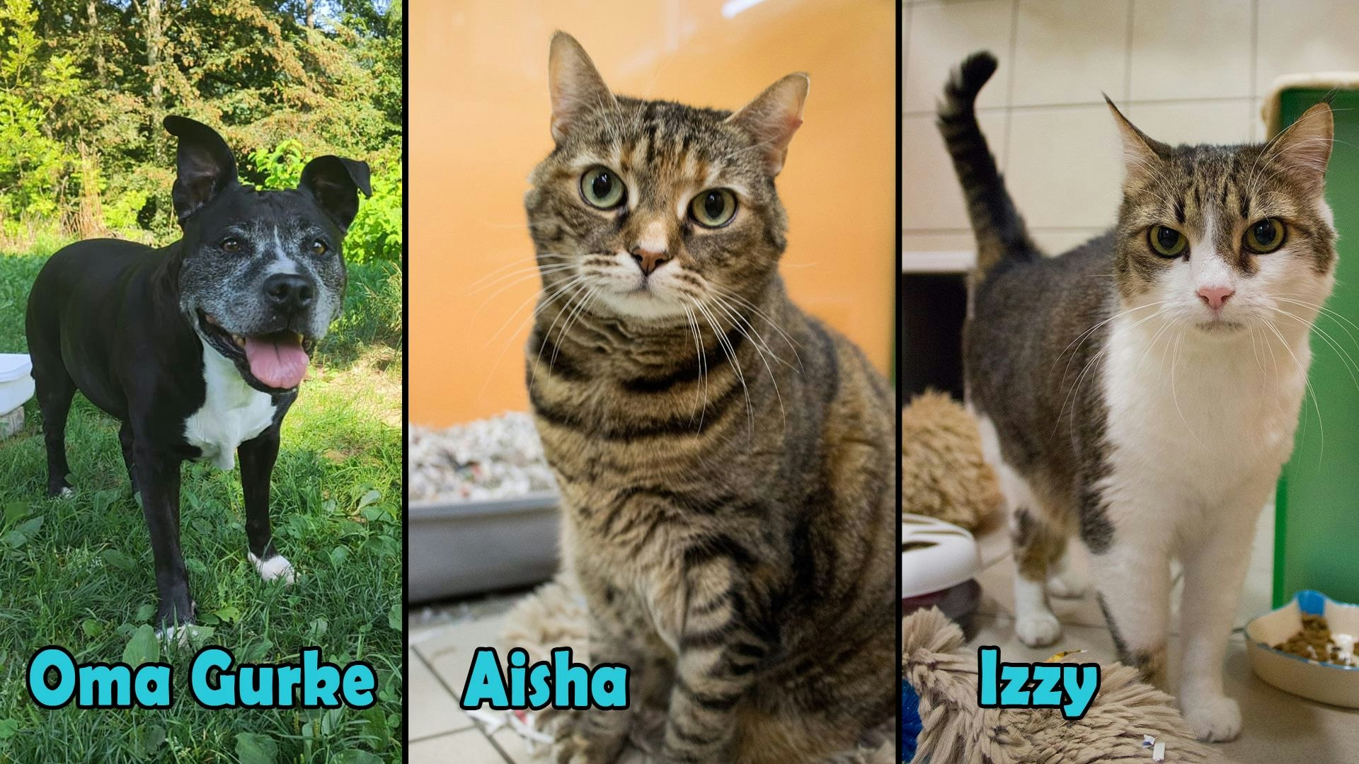 Heute.at - TIKO Kärnten: Oma Gurke wartet noch immer