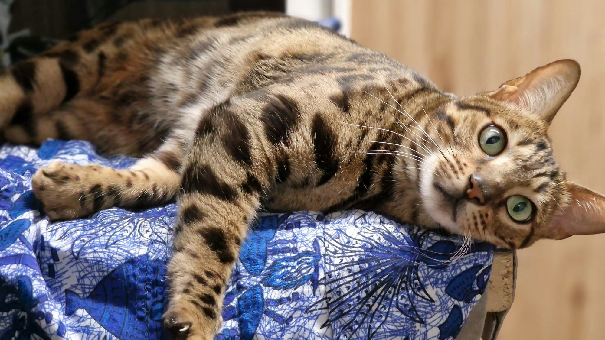 Heute.at - Kann dem schönsten Kater nur noch ein Wunder helfen?