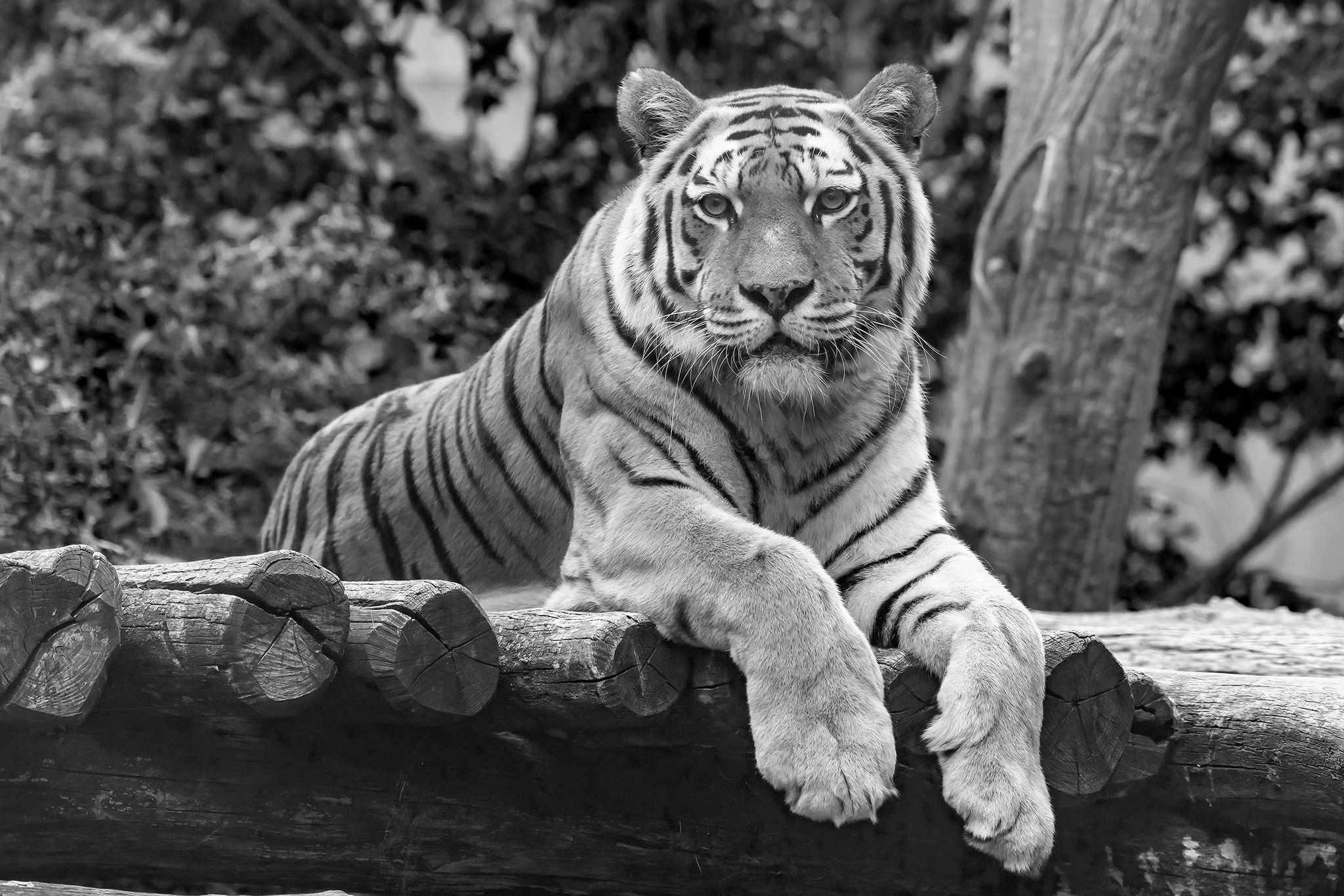 Schweren Herzens musste man die betagte Tigerdame 