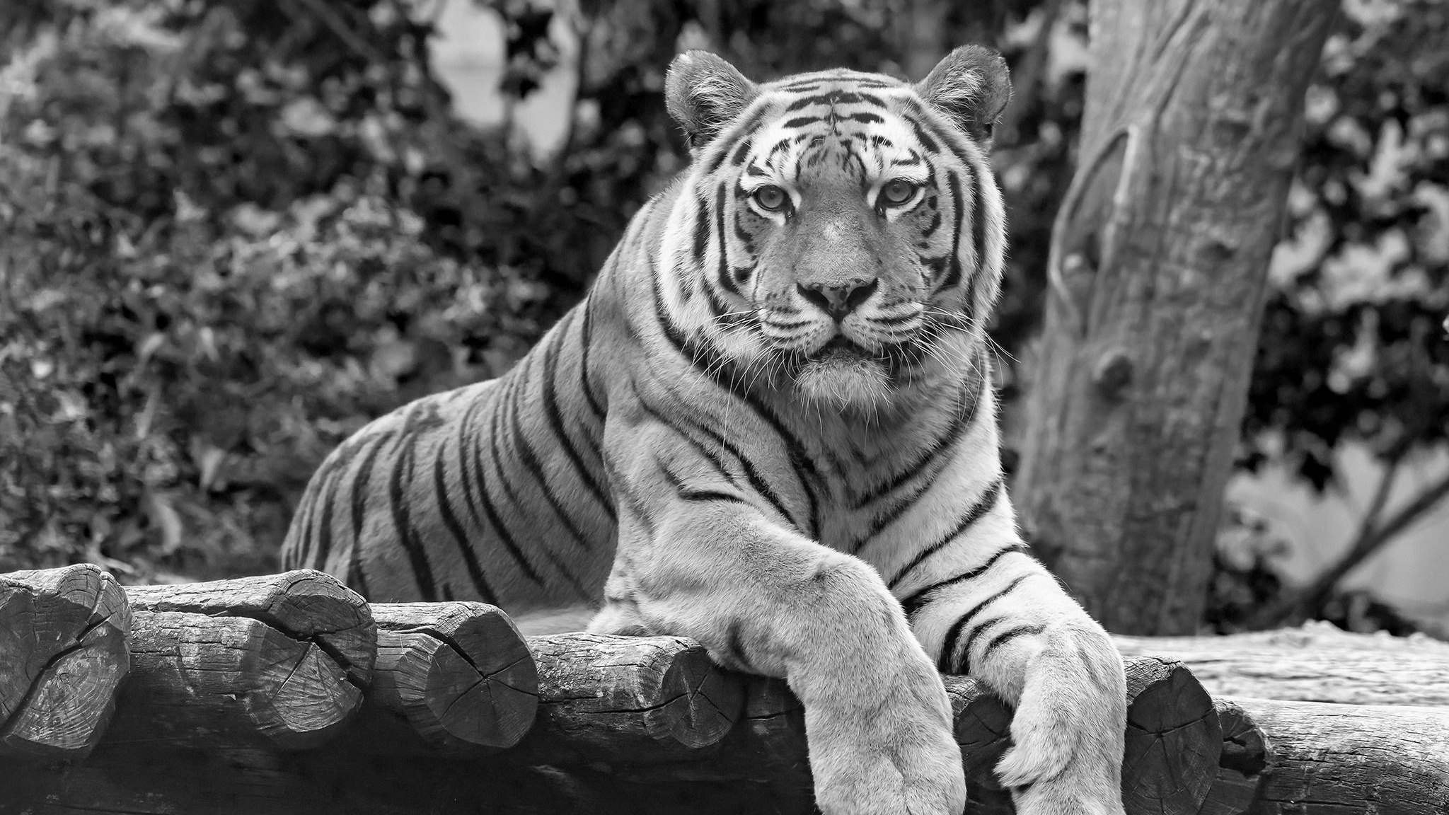 Heute.at - Tiger-Omi Ina verstirbt im Tiergarten Schönbrunn