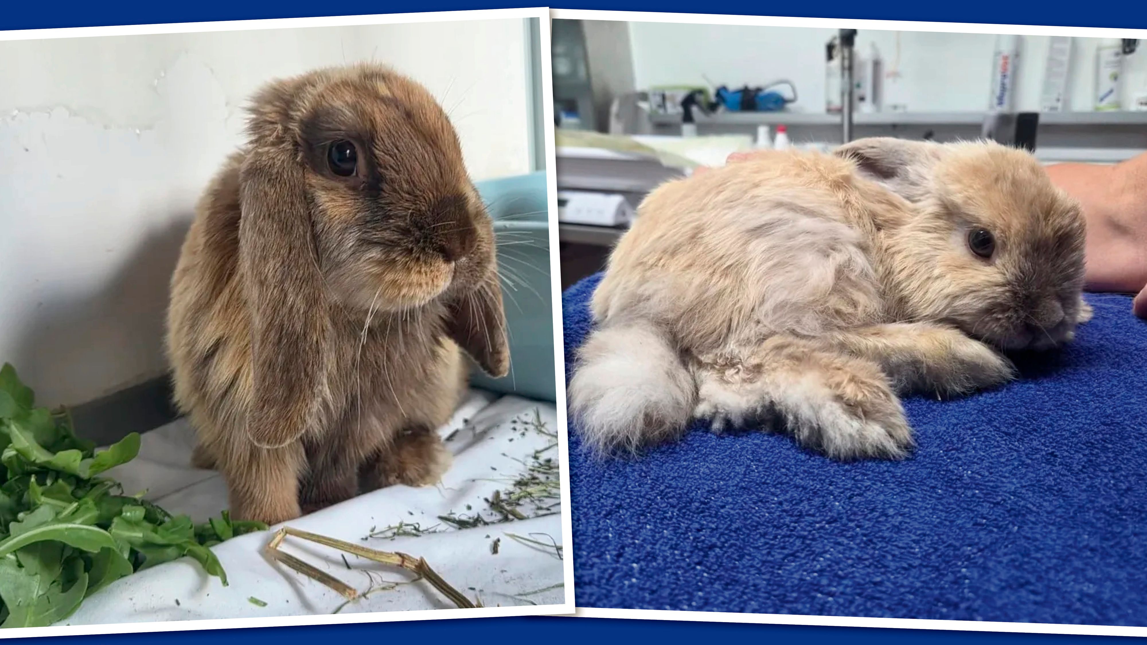 Heute.at - Influencerin setzte Kaninchen der Kinder im Wald aus