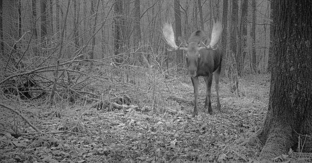 Elch im Wald: sieht echt aus, ist aber ein Fake.