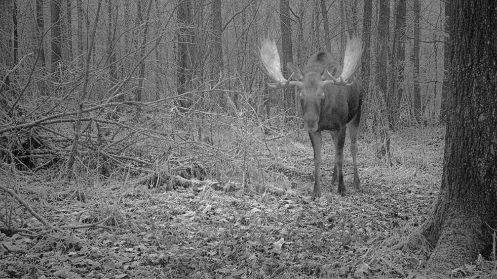 Heute.at - Neuer Emil in Wien? Das steckt hinter Elch-Sichtung